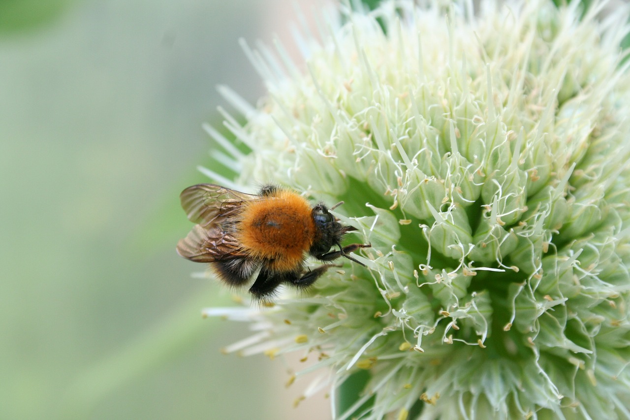 bee flower bee in bloom free photo