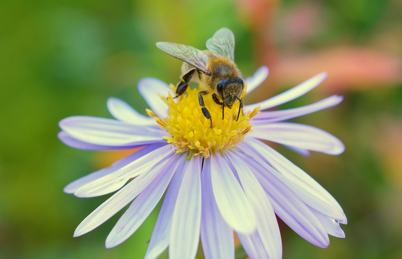bee herbstastern flower free photo