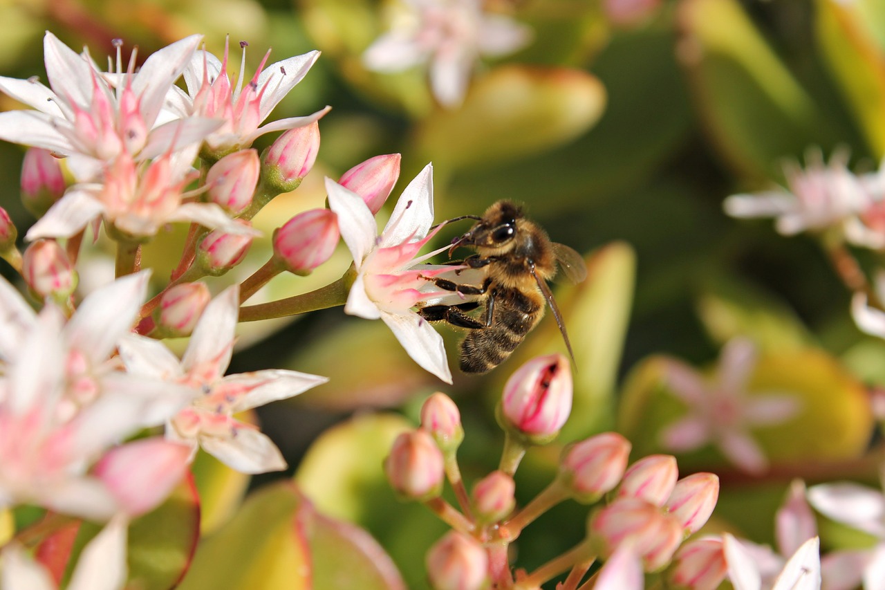 bee flower macro free photo