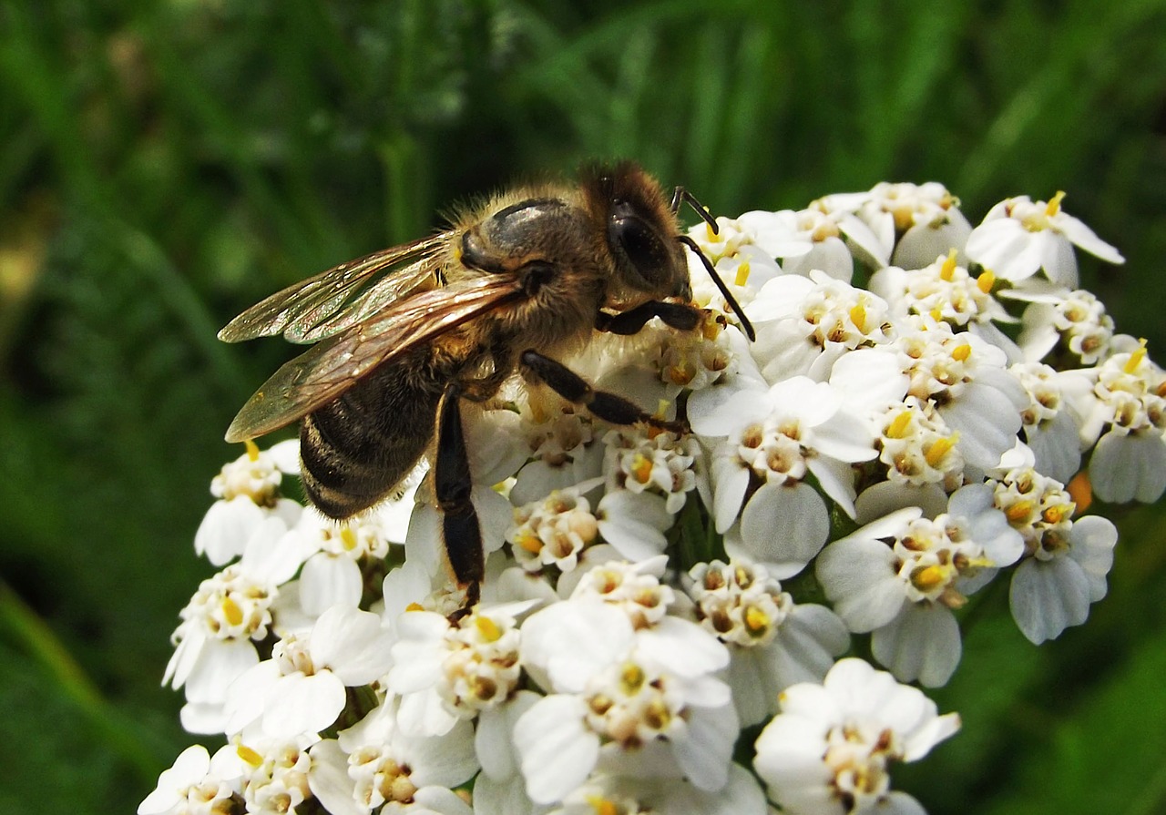 bee flower white free photo