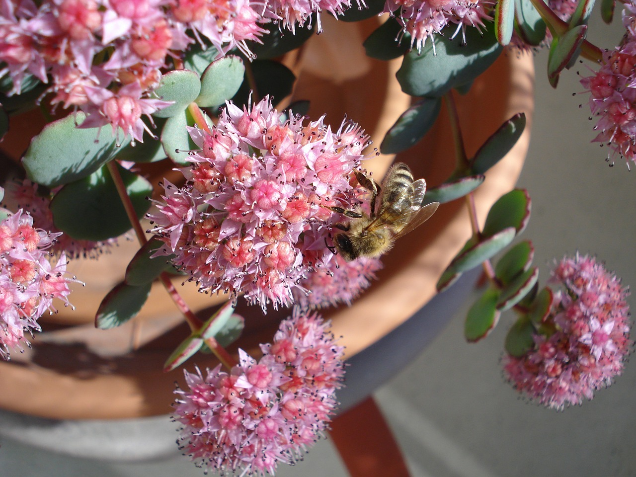 bee plant nature free photo