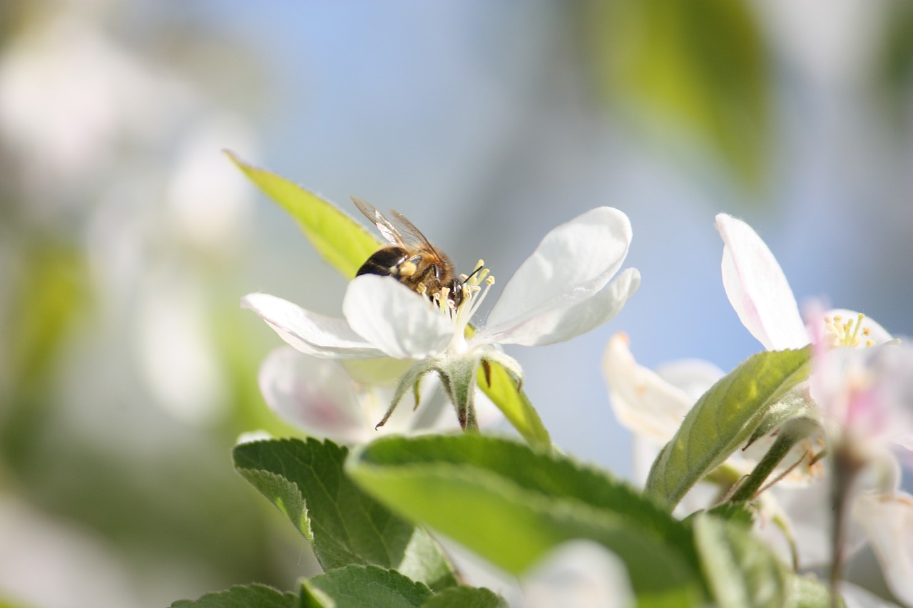bee flower pollinate free photo