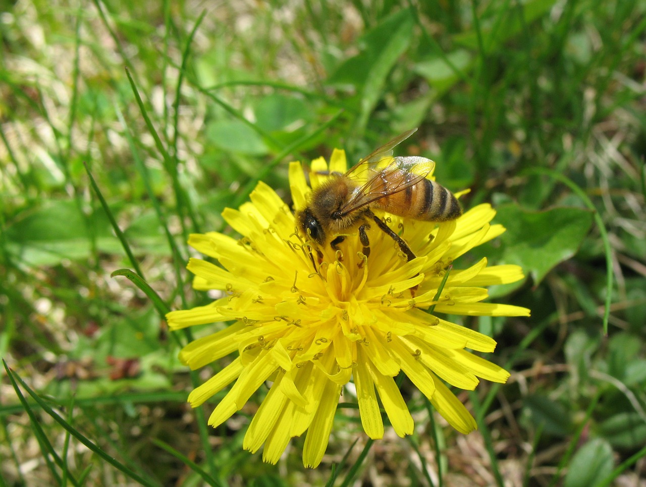 bee honey dandelion free photo