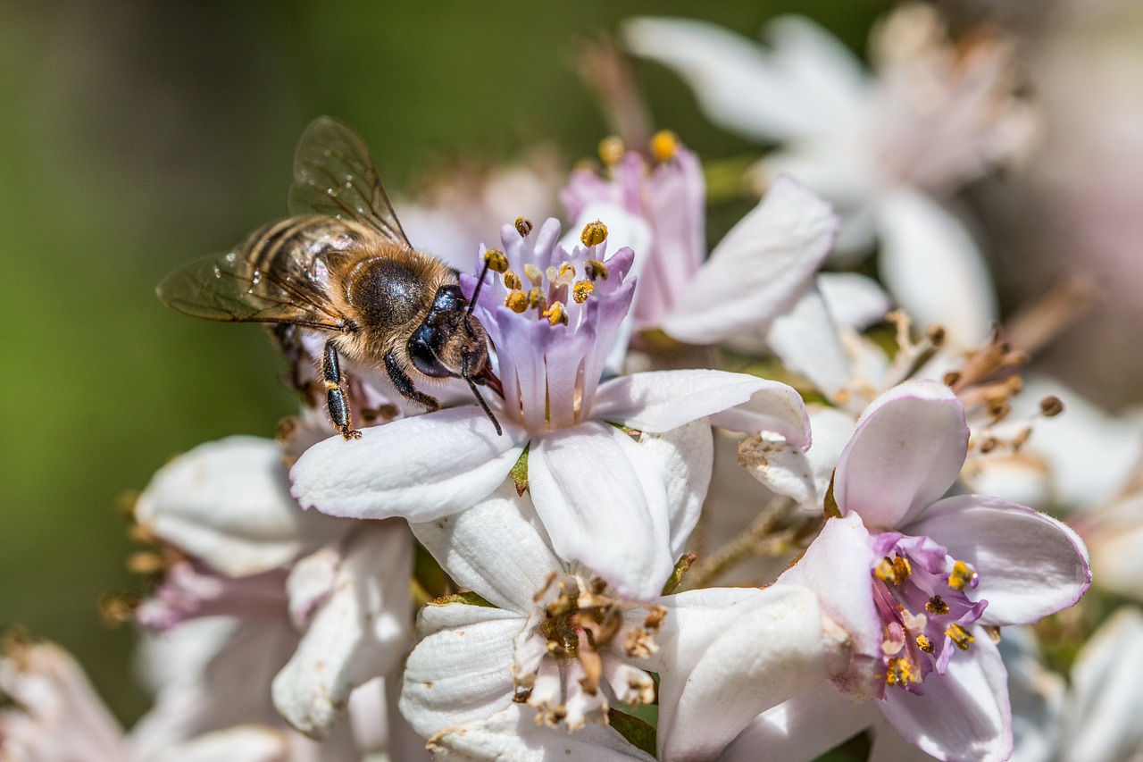 bee flower blossom free photo