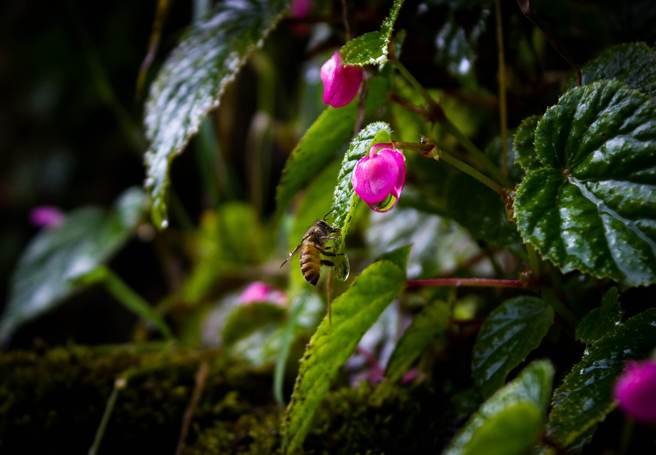 bee water drops plant free photo