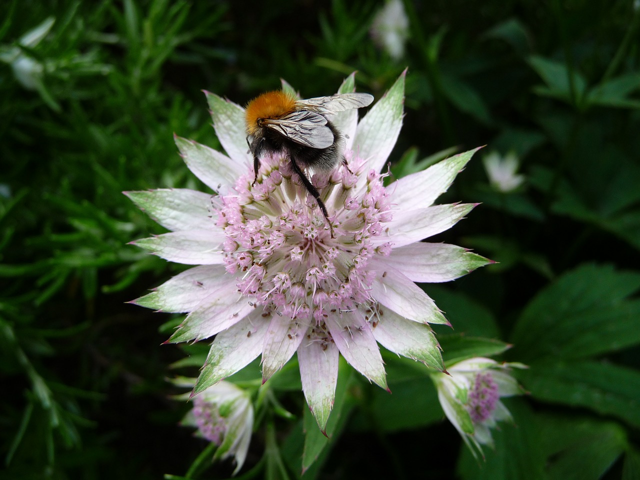 bee flower garden free photo