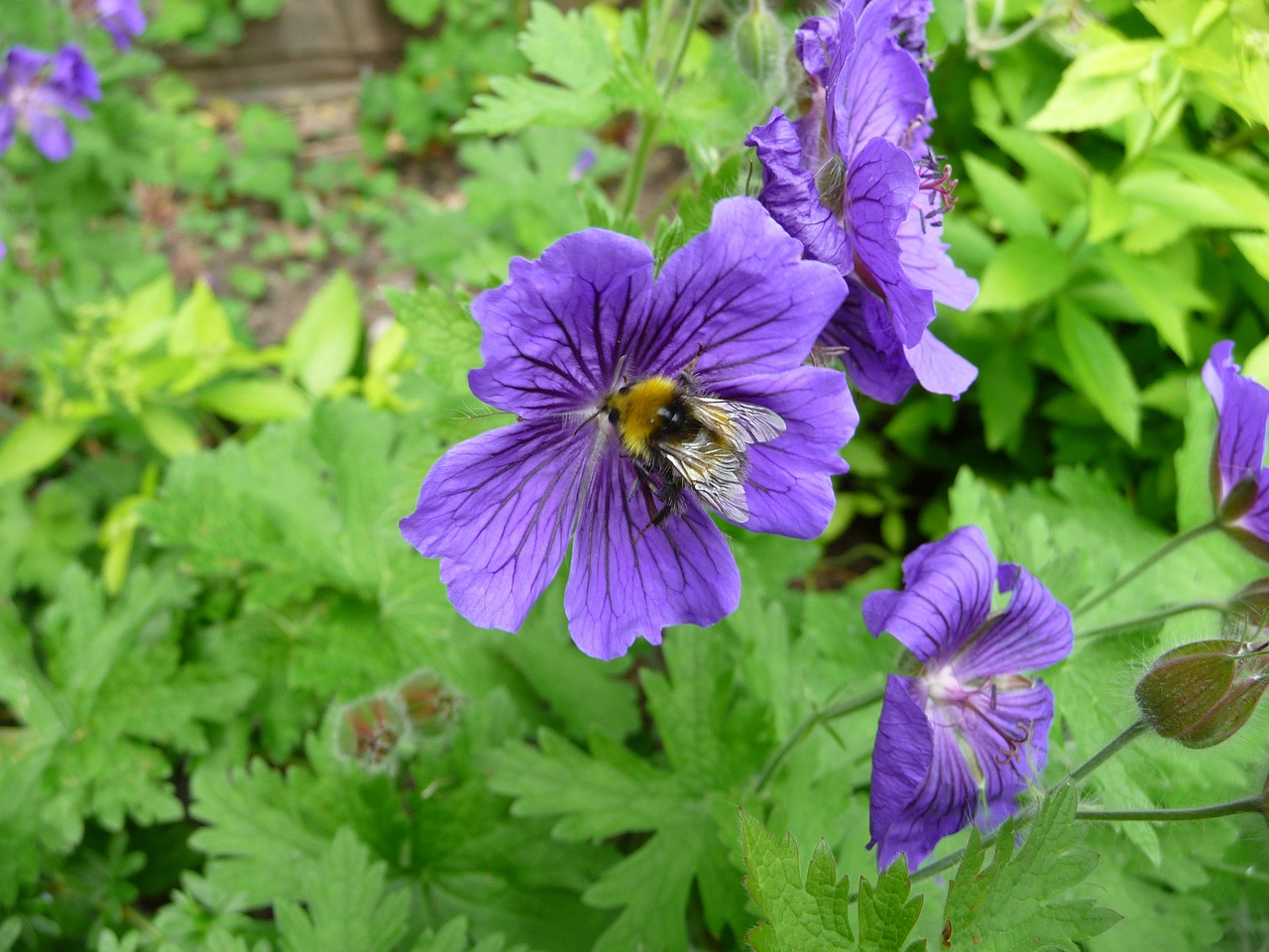 bee flower nature free photo