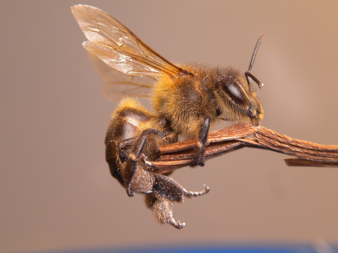 bee insect flower free photo