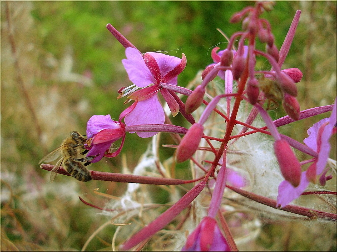 bee summer nature free photo