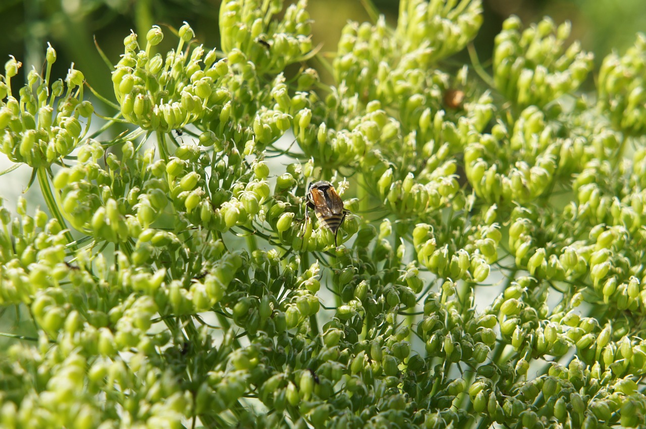 bee pollination pollen free photo