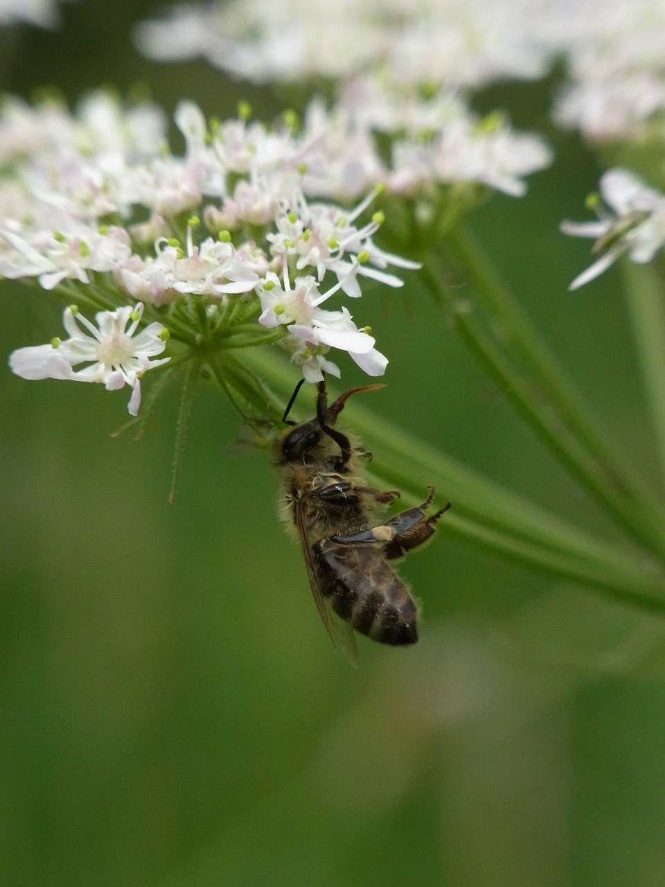 bee honey bee insect free photo