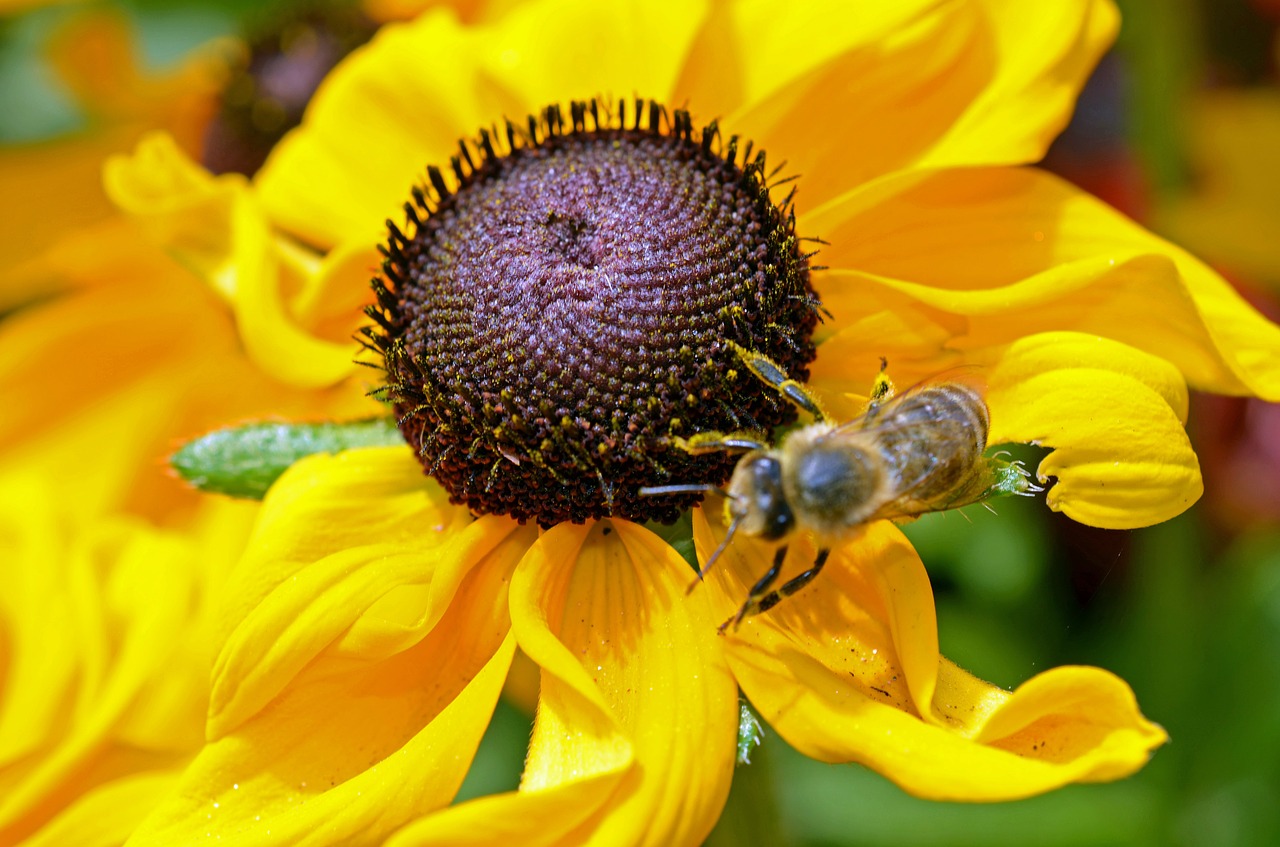 bee flower yellow free photo