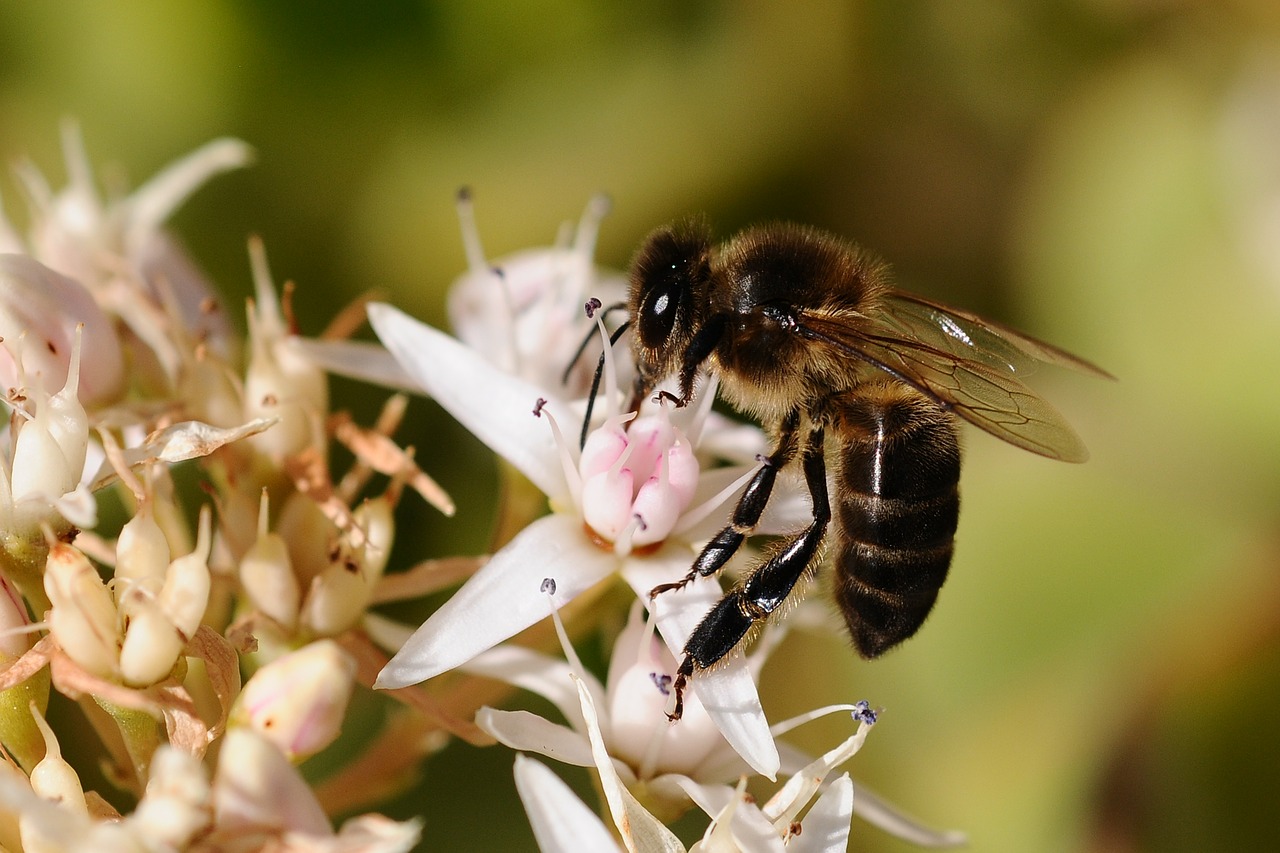 bee insect fauna free photo