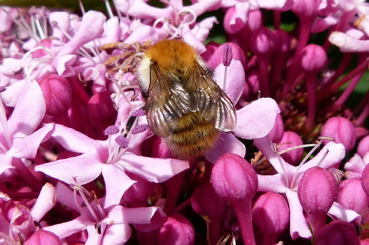 bee flower macro free photo