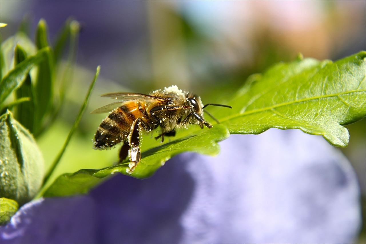 bee pollen hibiscus free photo