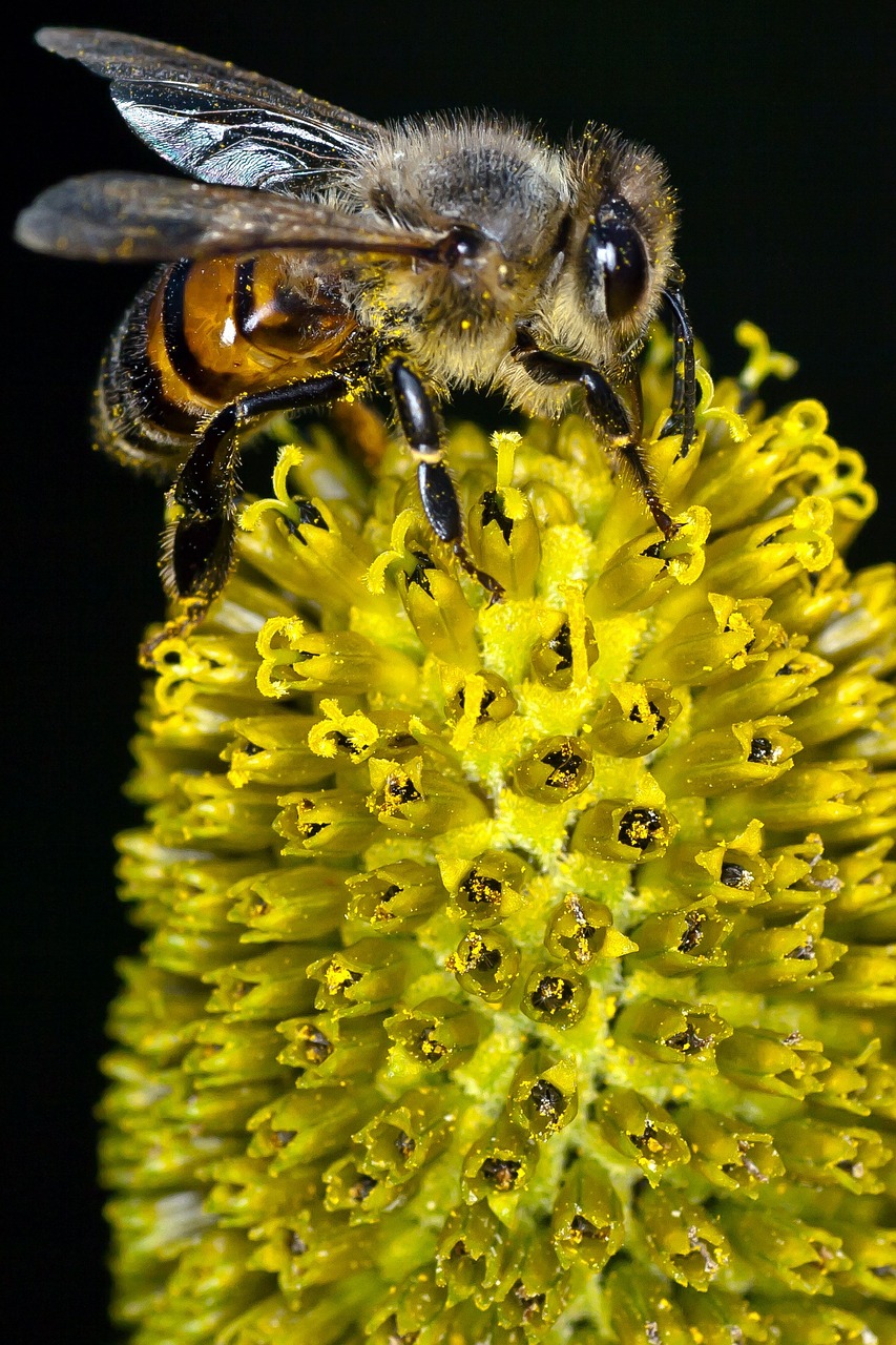 bee yellow flower free photo