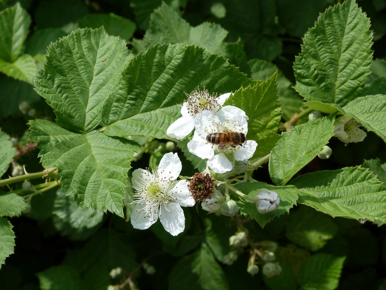 bee flowers mulberry free photo