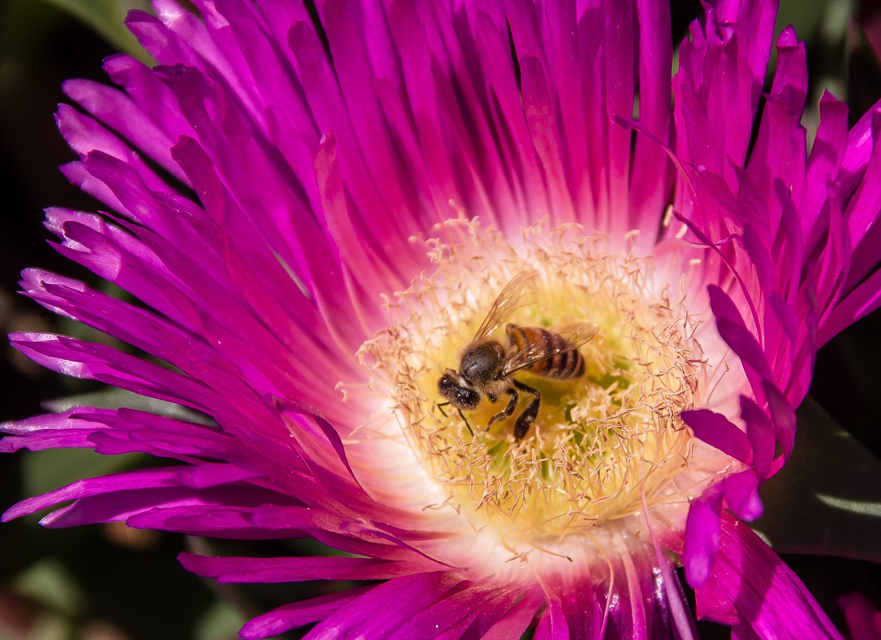 bee pollen pigface free photo