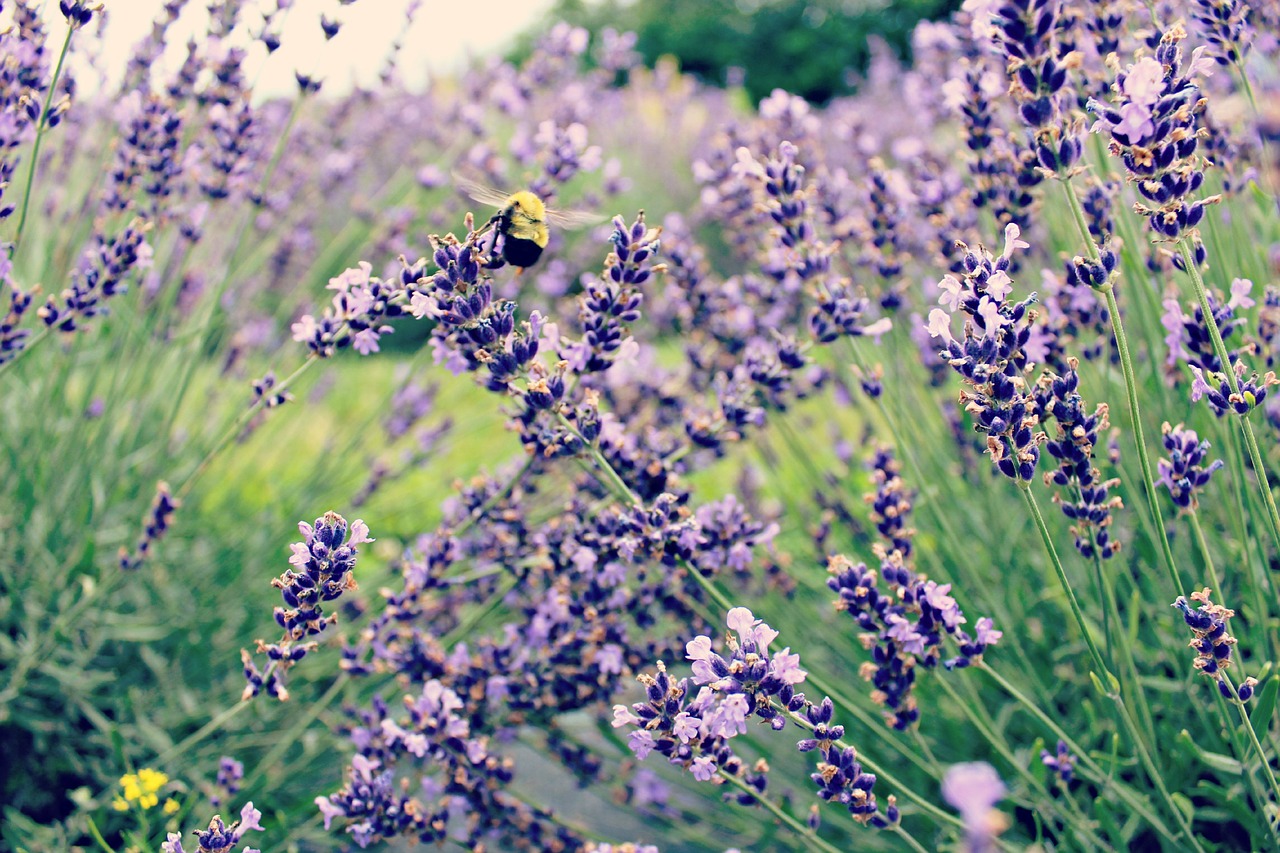 bee lavender flower free photo