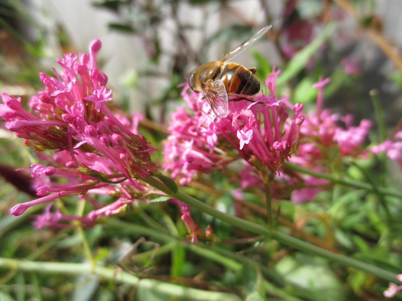 bee insect flower free photo