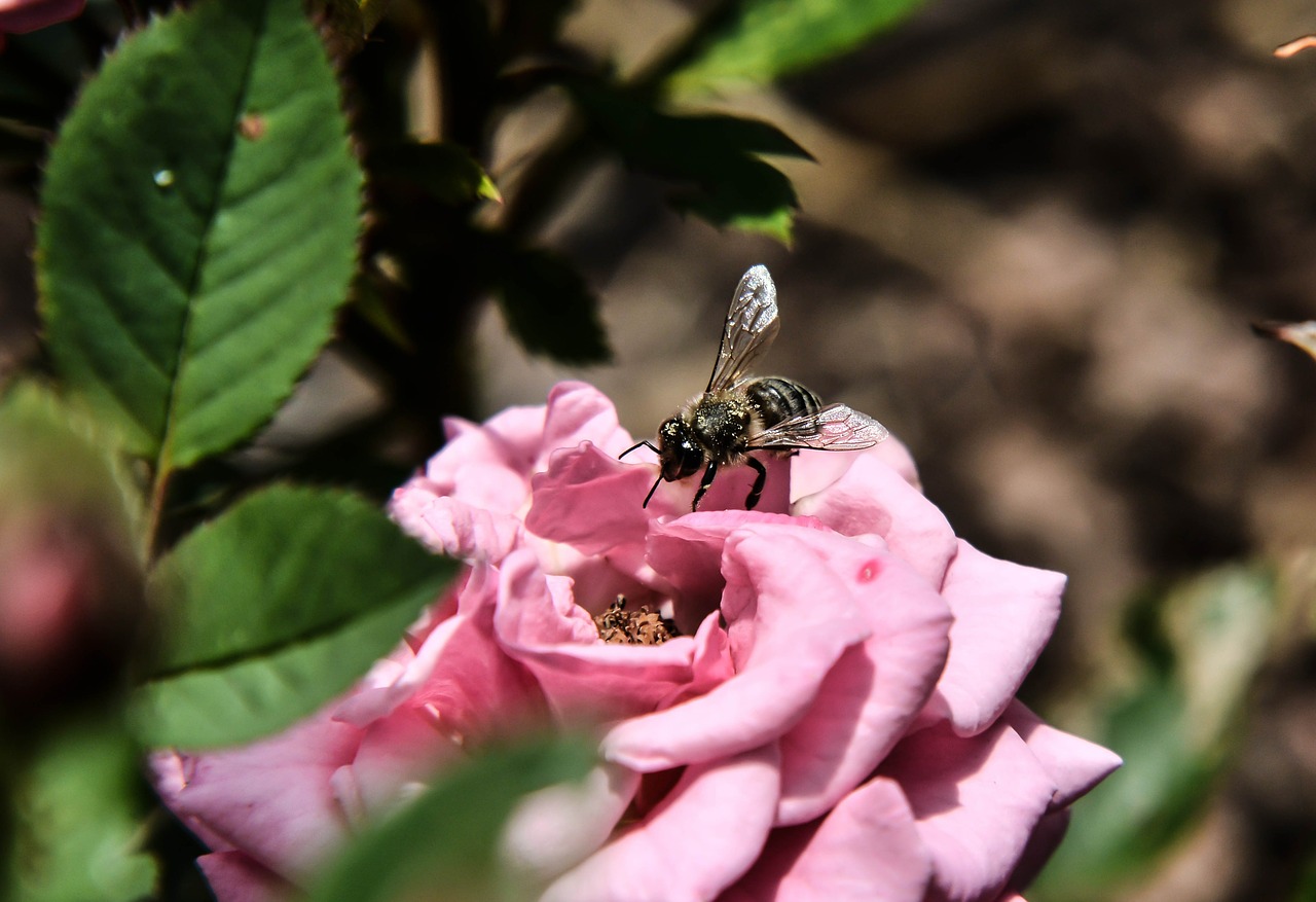 bee rose insect free photo