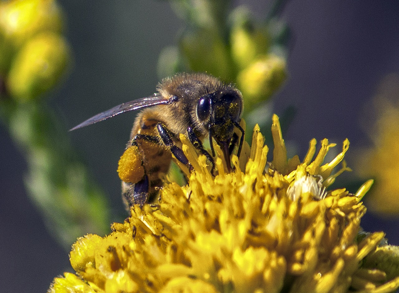 bee pollen insect free photo