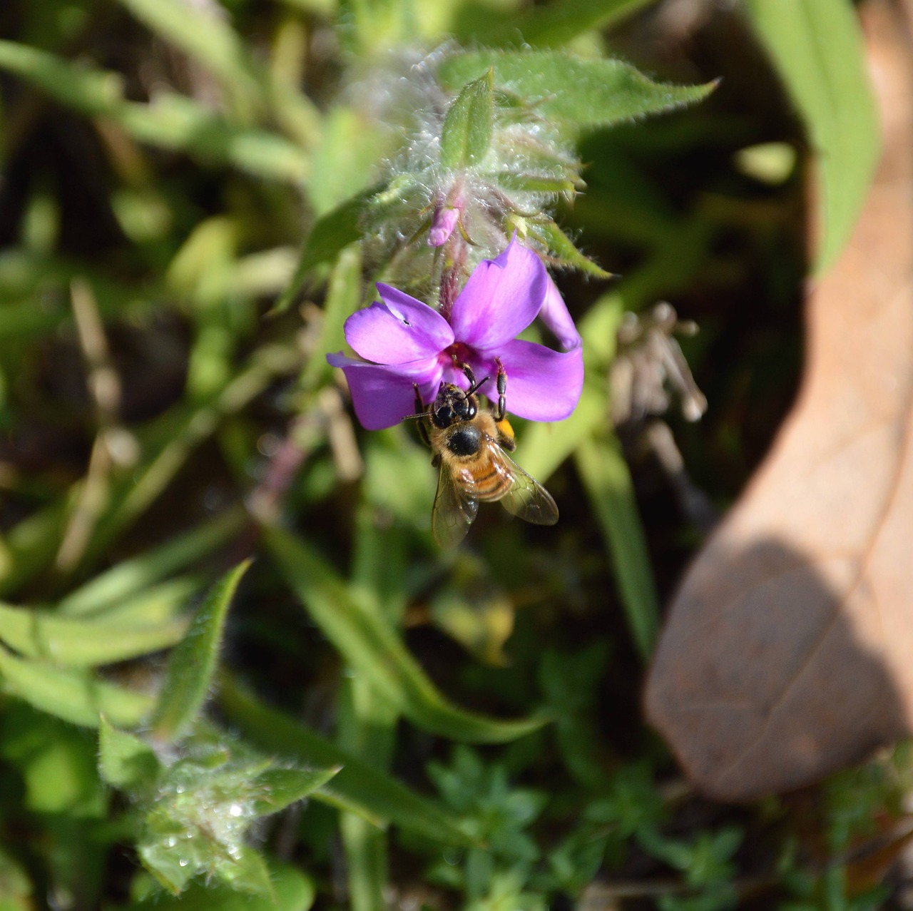 bee flower pollinate free photo