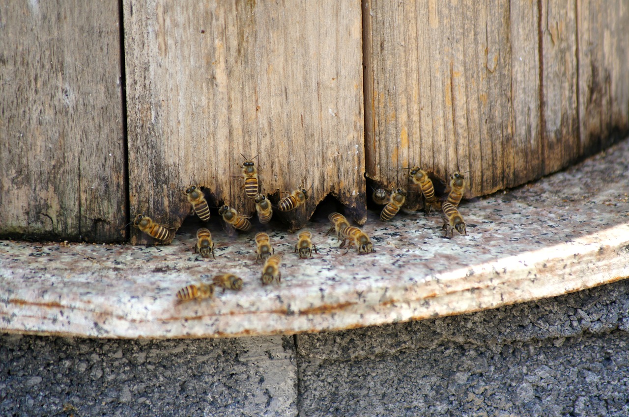 bee honey collecting nectar free photo