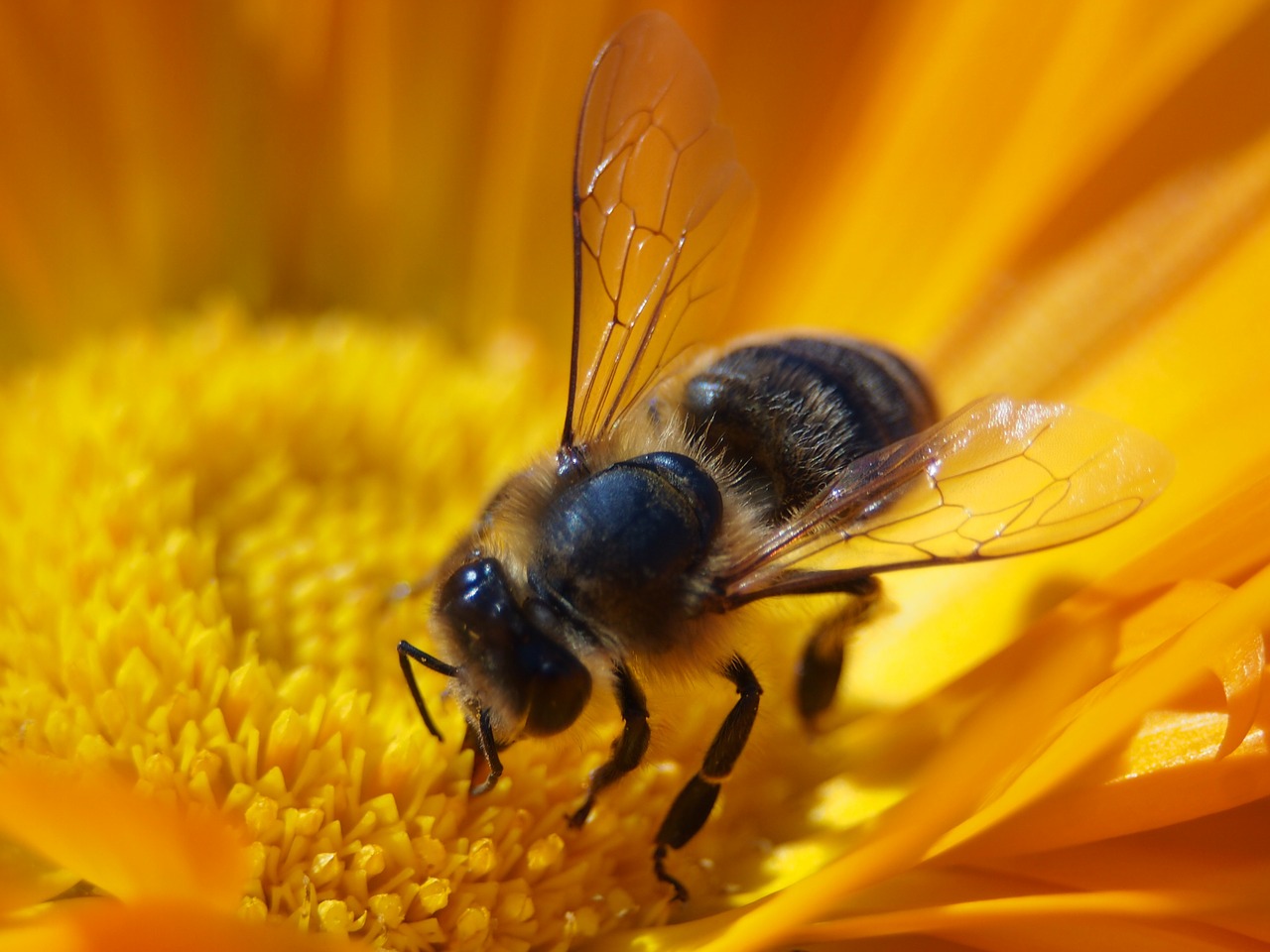 bee flower insect free photo