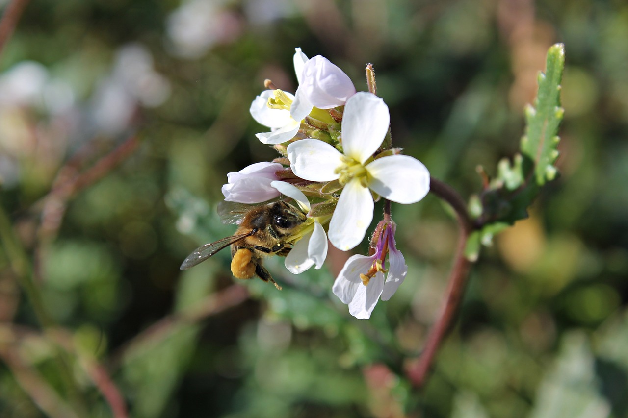 bee flower insects free photo