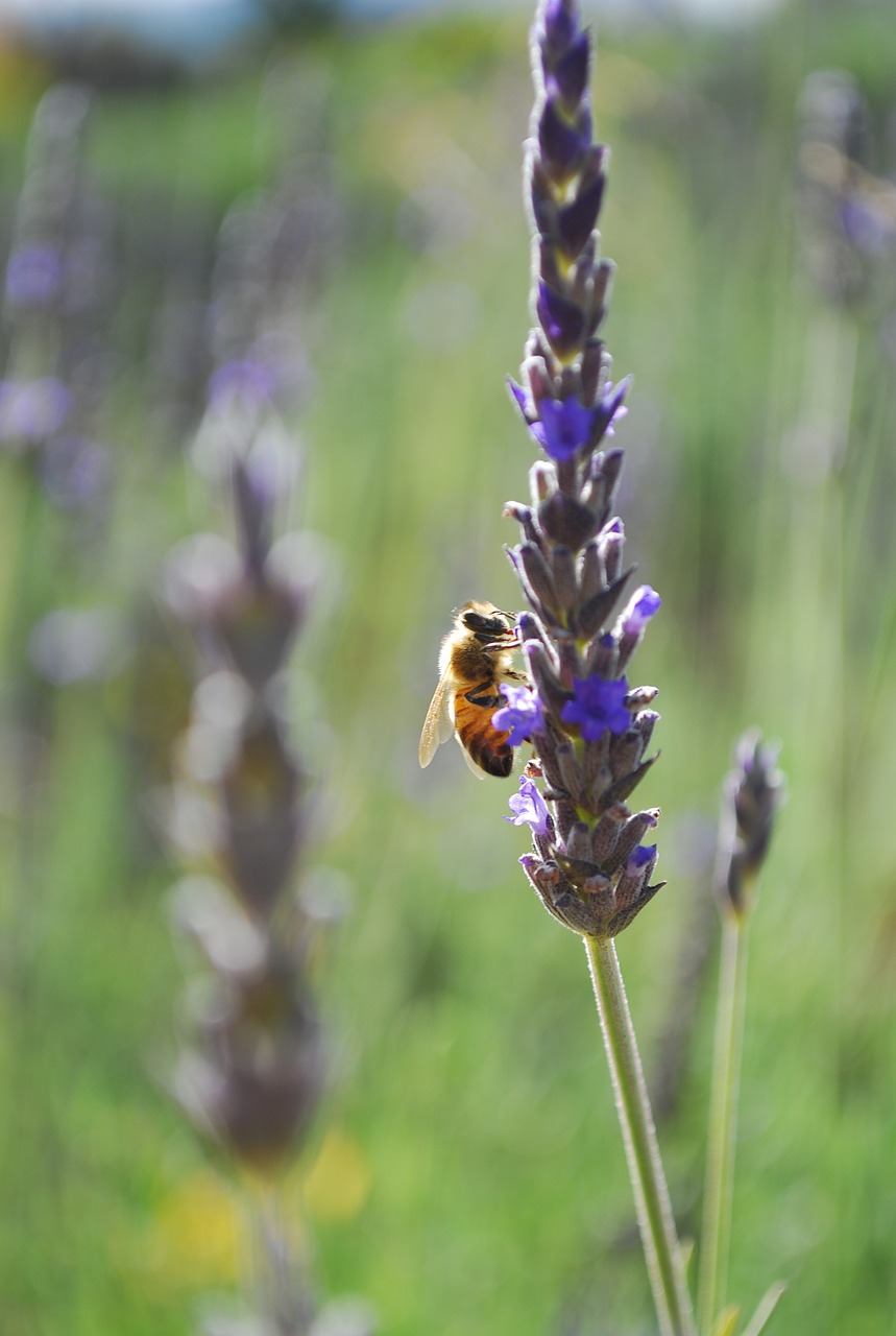 bee lavender flower free photo