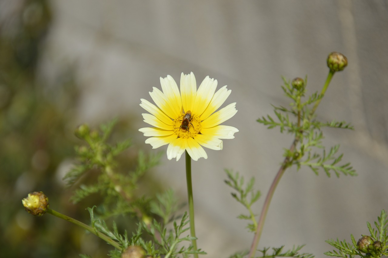 bee flower pollen free photo