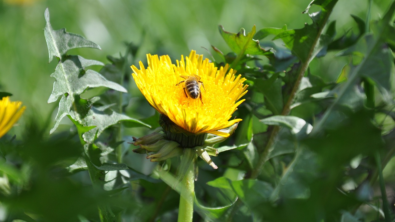 bee dandelion flowers free photo