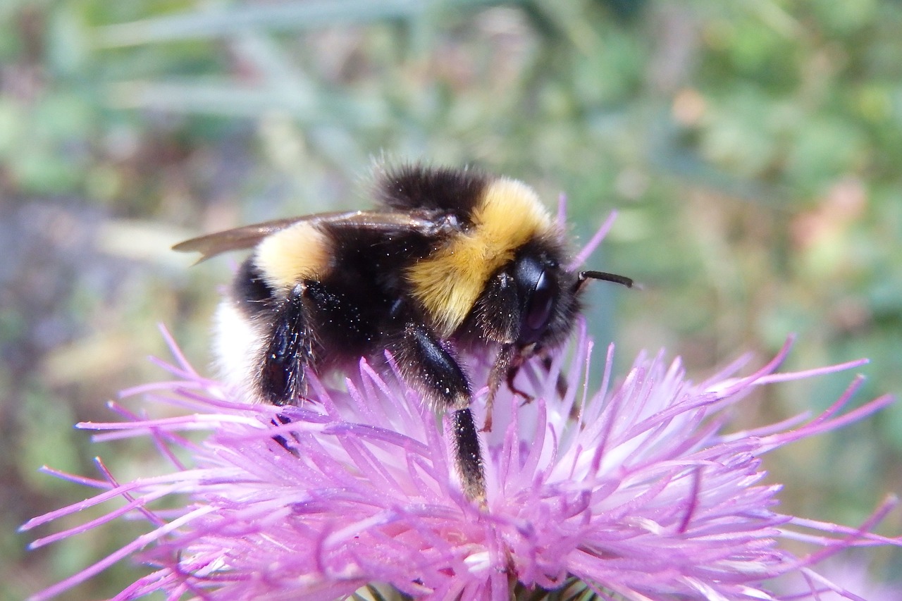 bee insect flower free photo