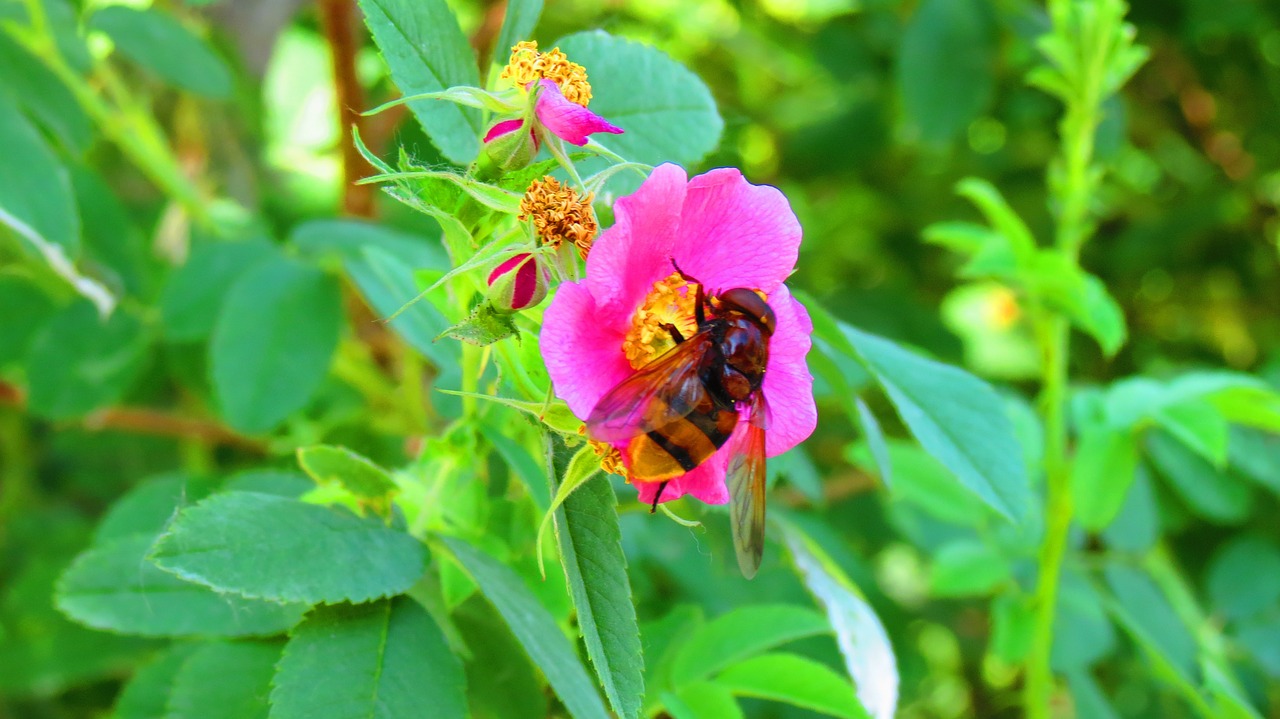 bee babu flower free photo