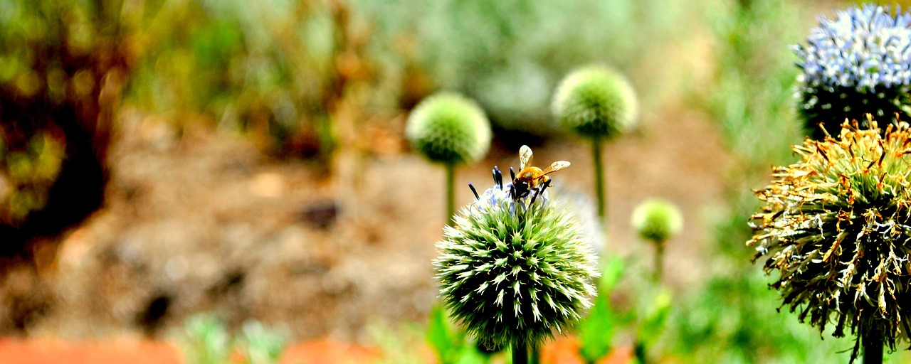 bee flower nature free photo
