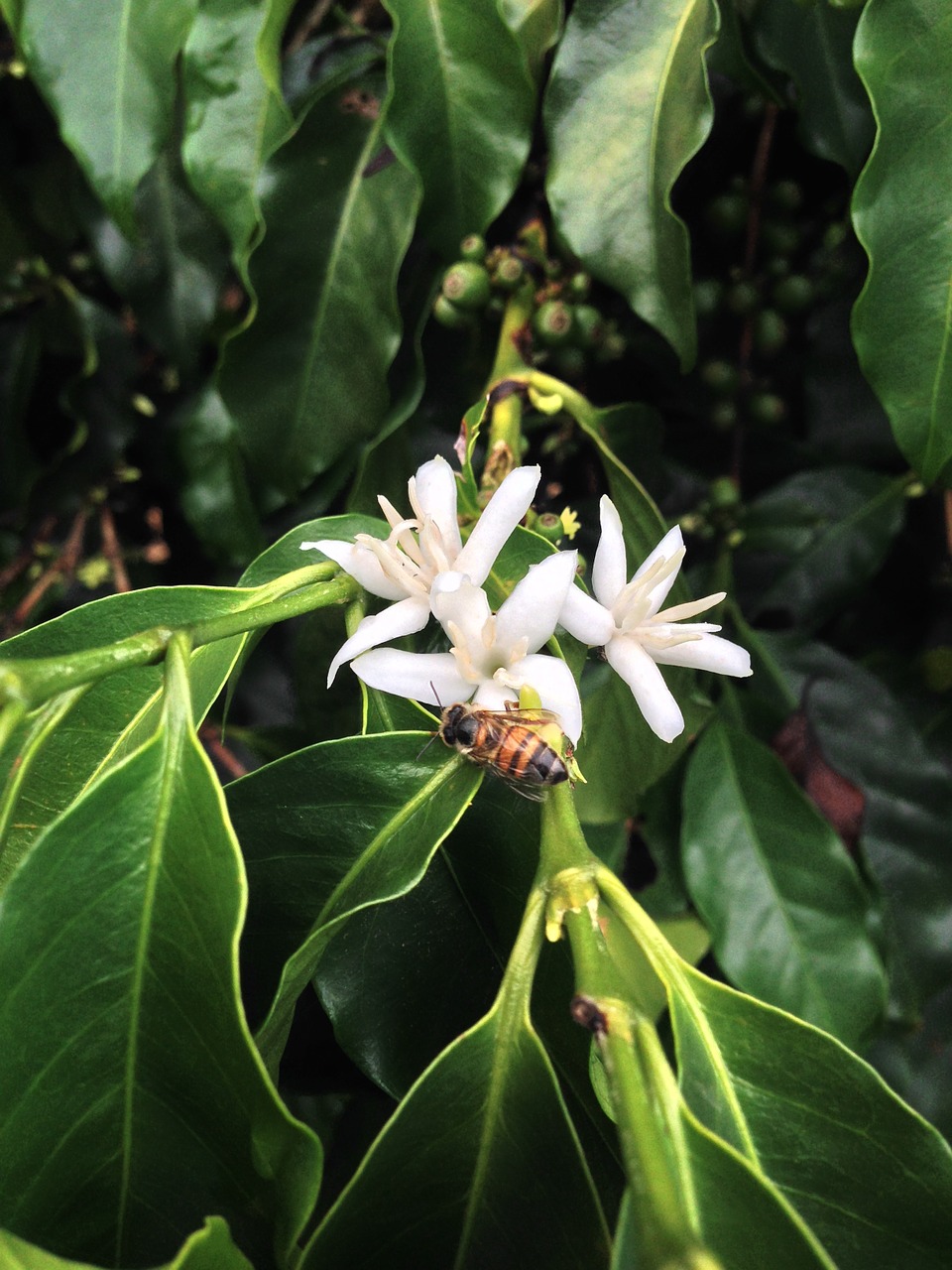 bee flower coffee free photo