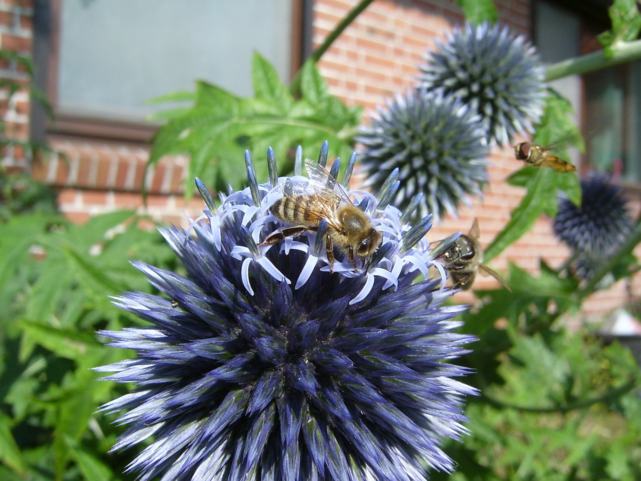 bee honey bee hoverfly free photo