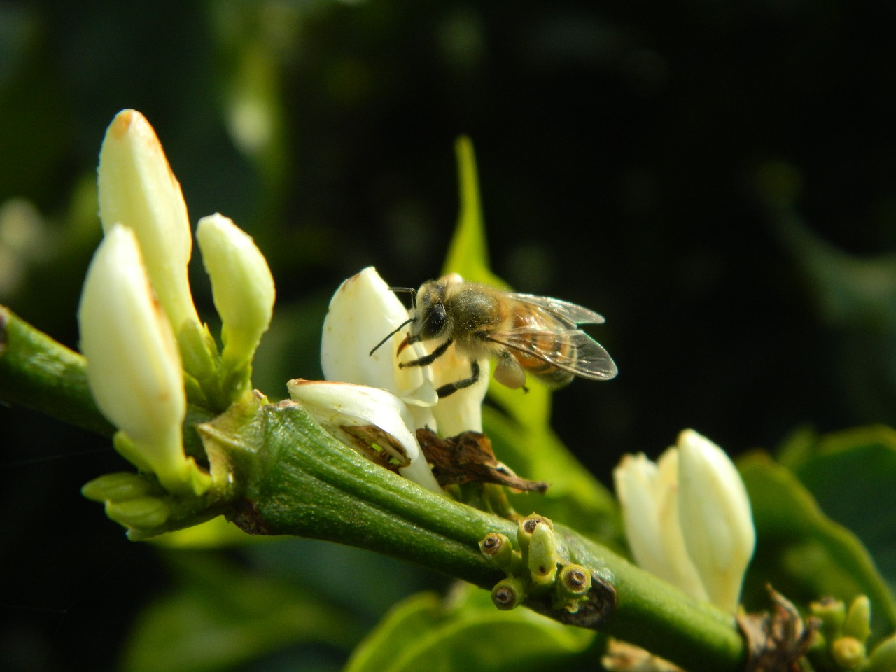 bee flower nature free photo