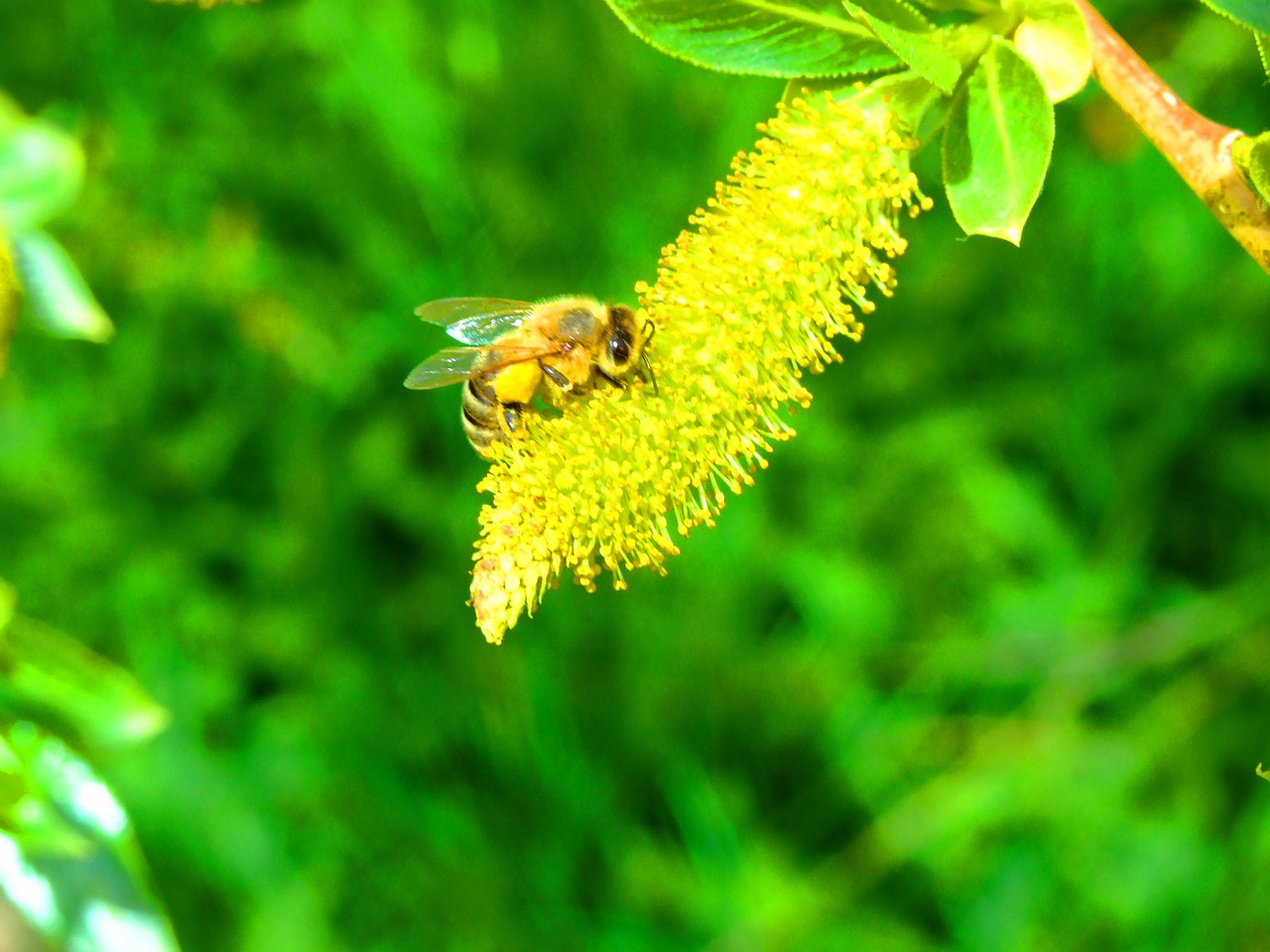 bee spring pasture free photo