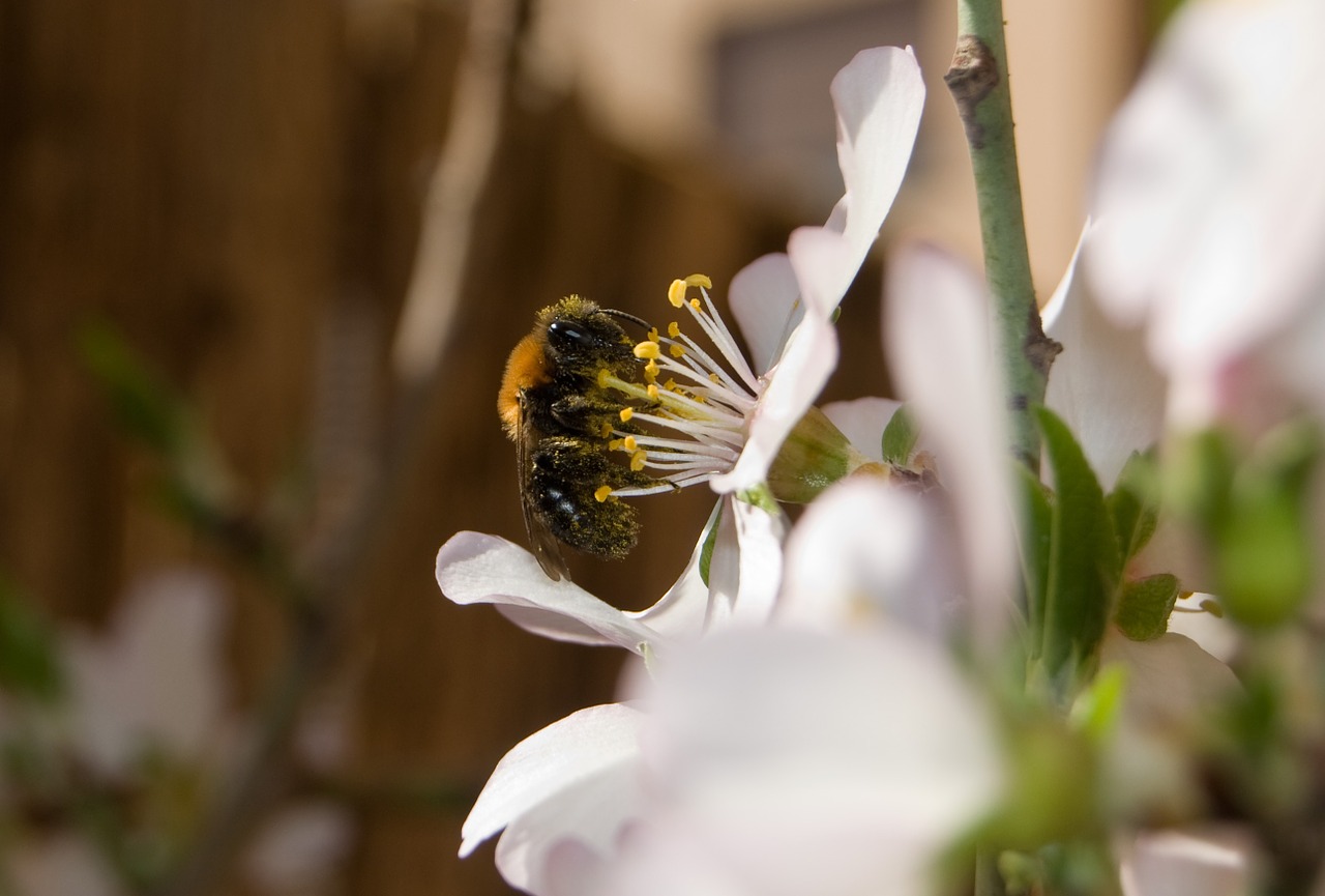 bee almond tree insect free photo