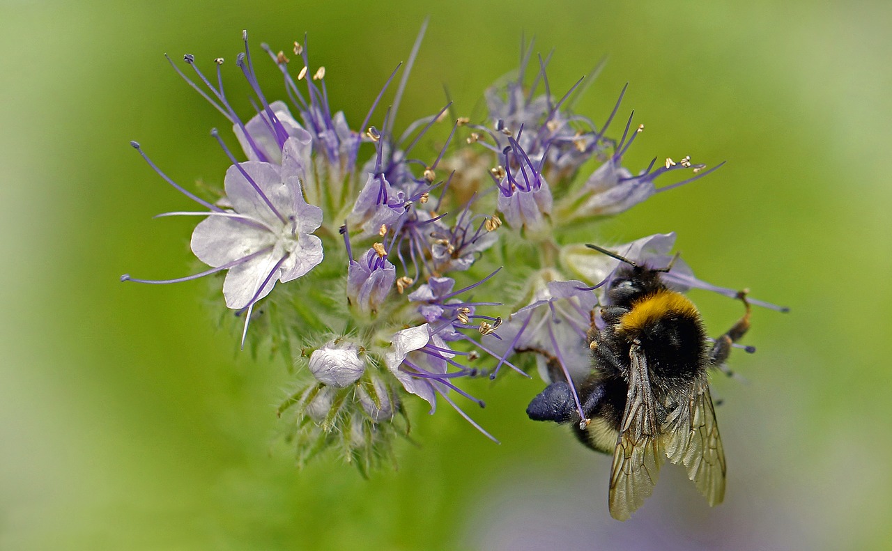 bee wing insect free photo