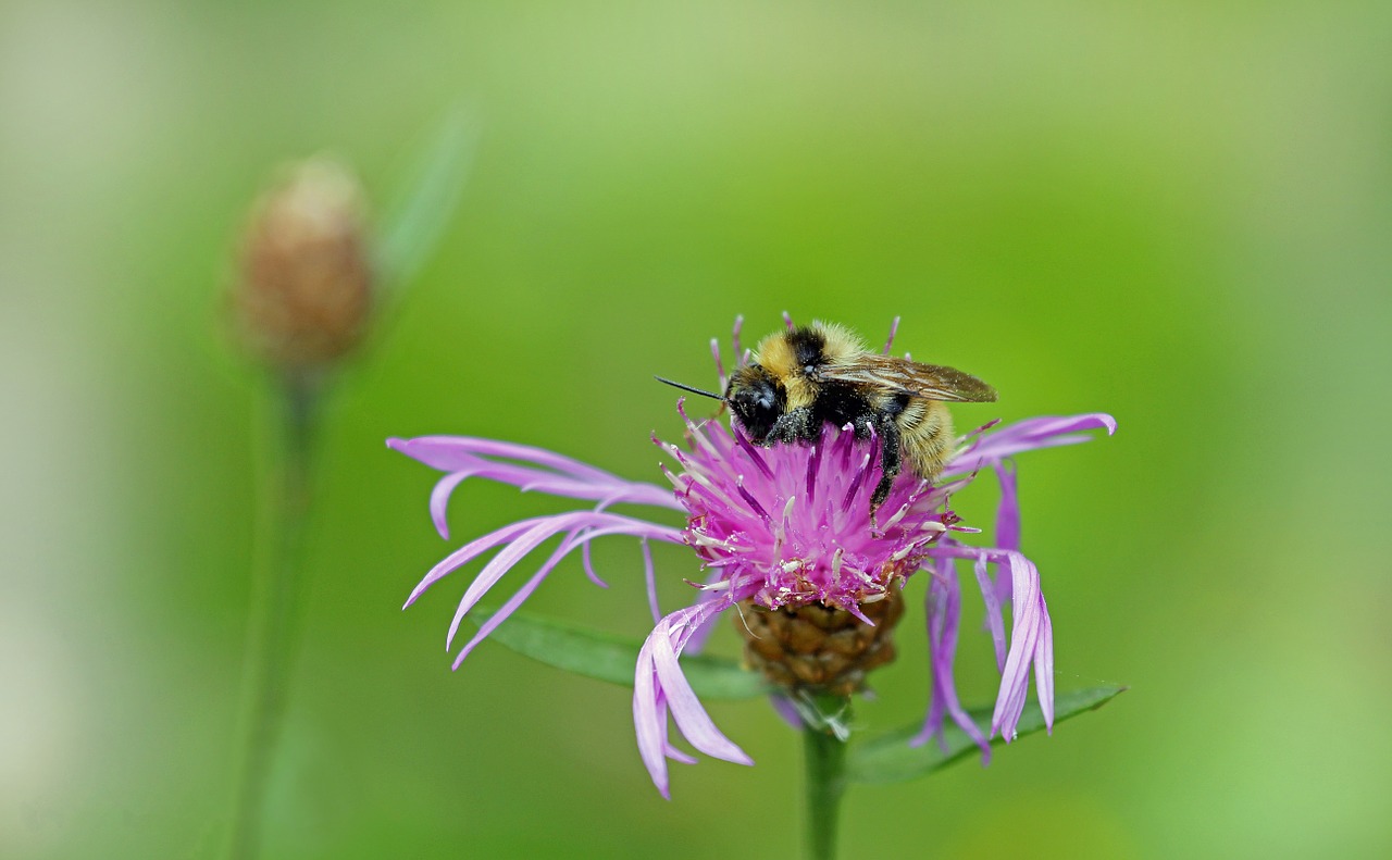 bee insect blossom free photo