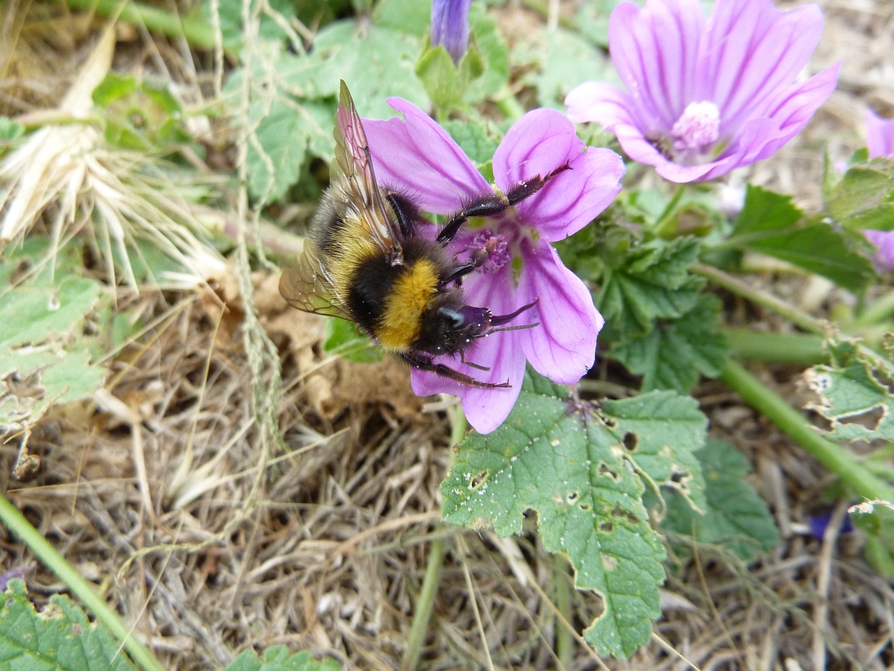 bee flower insect free photo