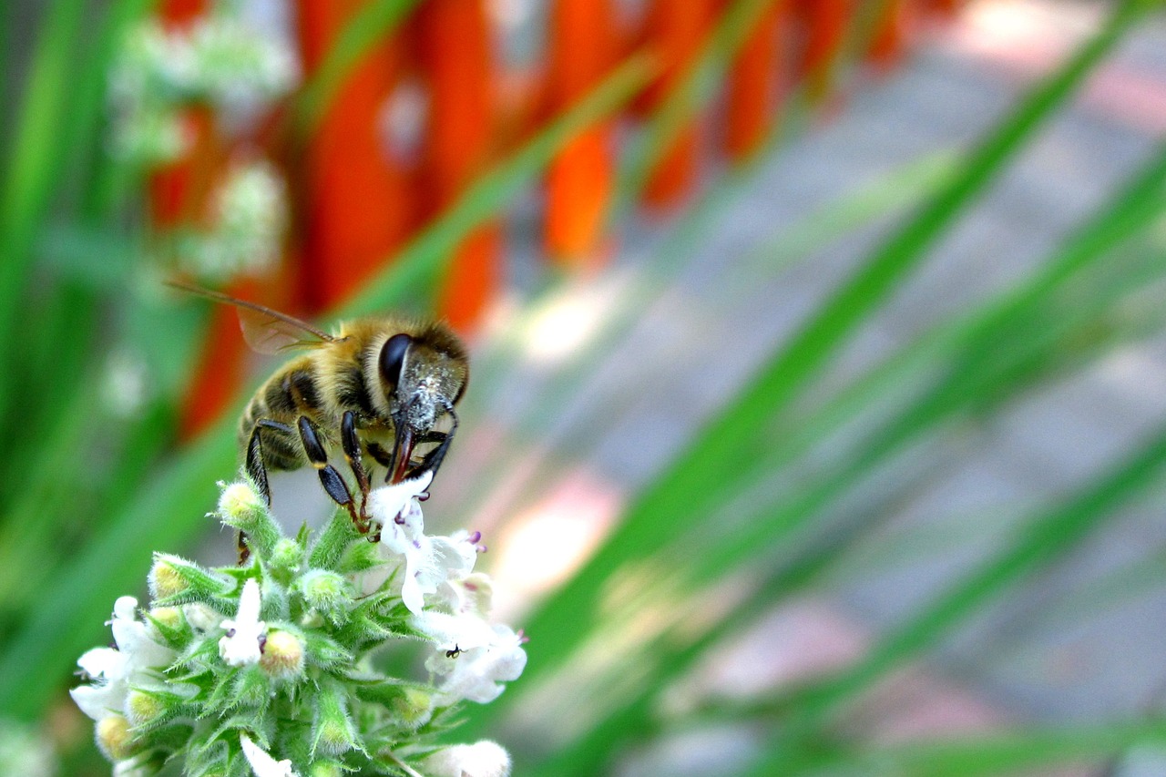 bee flower green free photo