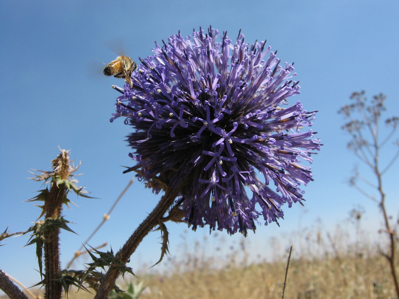 bee flower blossom free photo