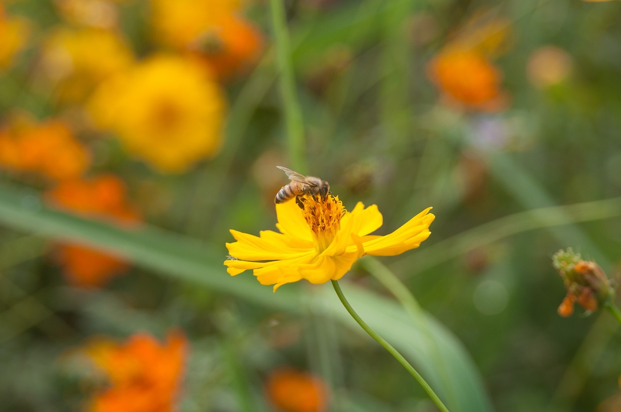 bee flower nature free photo