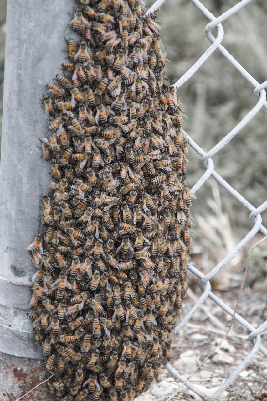 bee honey hive free photo