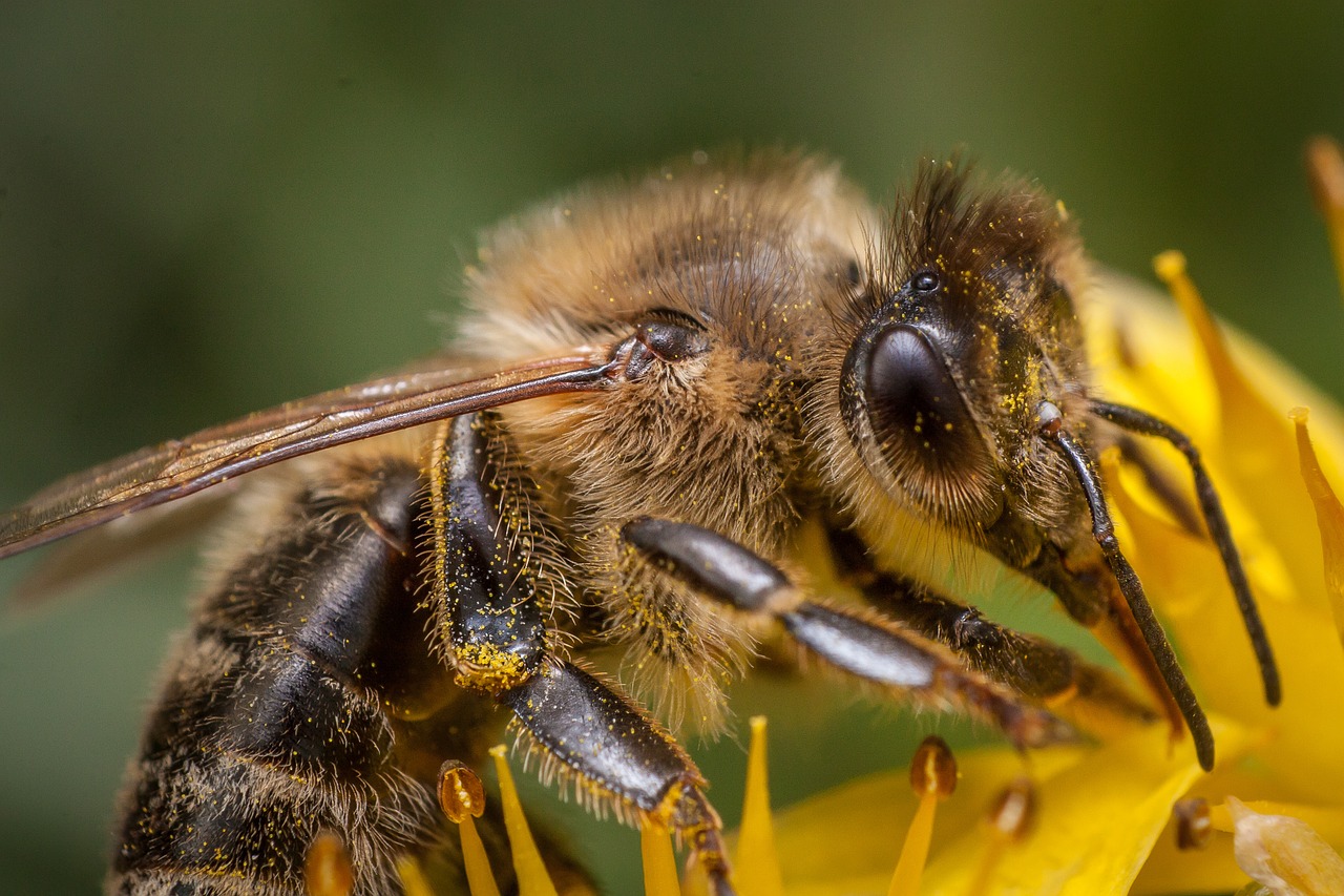 bee honey macro photography free photo