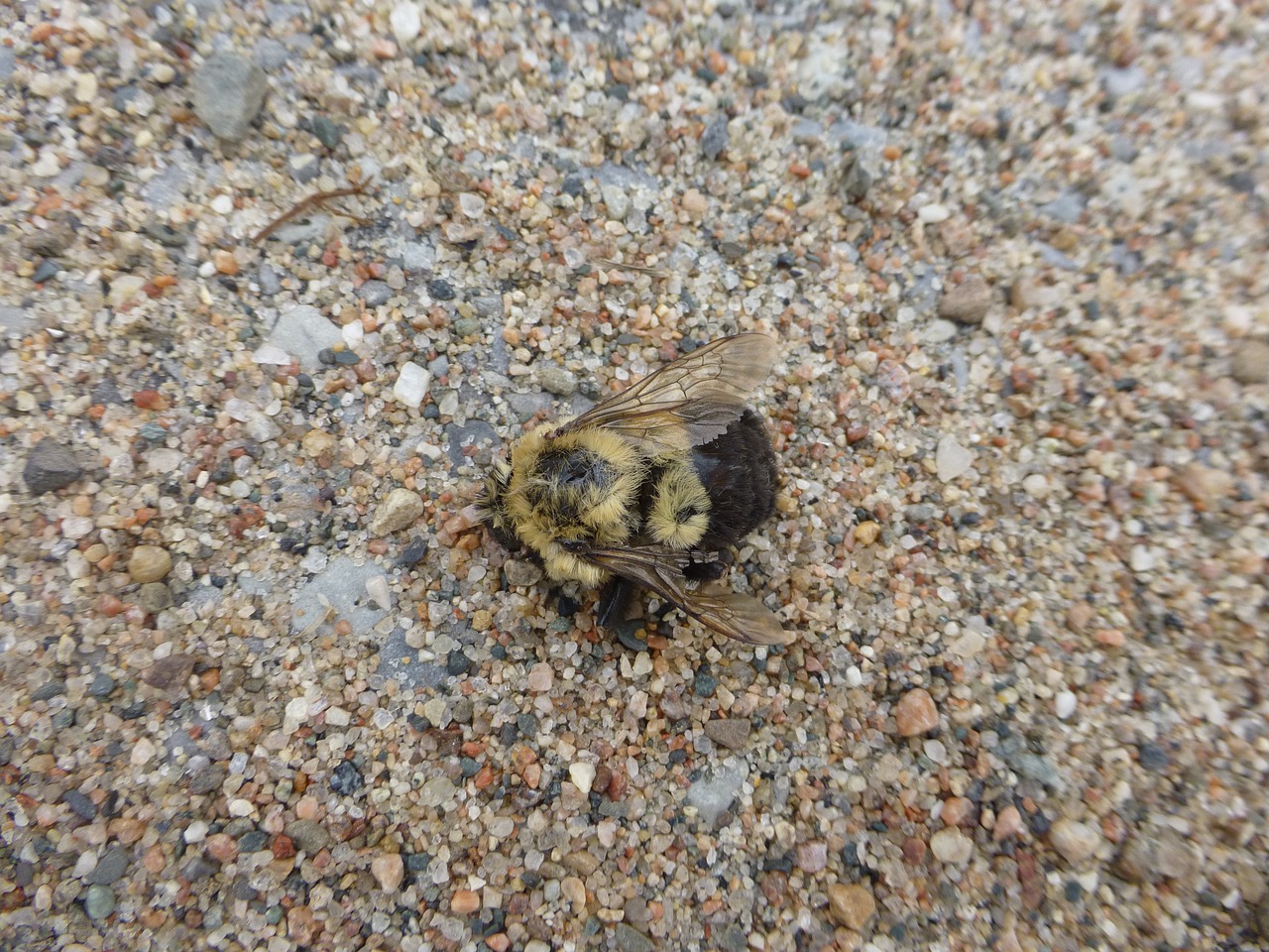 bee bumblebee dead free photo
